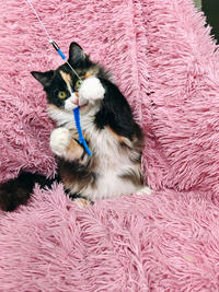 Мусся - кошка для человека