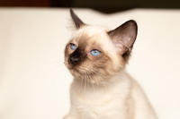 Кирио - Милая сиамочка