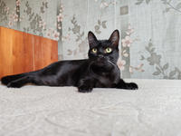 Морис Дружный