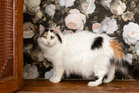 Чара Вах - Кошка, белая